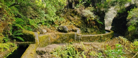 Detail of the Marcos y Cordero path in La Palma, Canary Islands Detail of the Marcos y Cordero path in La Palma, Canary Islands