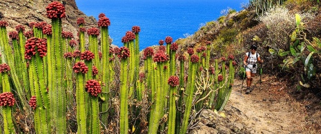 Ein Wanderer in Cardones auf La Palma, Kanarische Inseln Ein Wanderer in Cardones auf La Palma, Kanarische Inseln