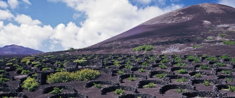 Vineyards in Lanzarote Vineyards in Lanzarote