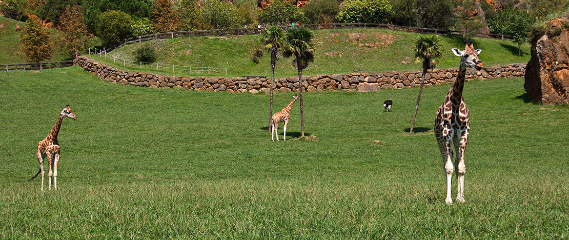 Des girafes dans le Parc de la nature de Cabárceno