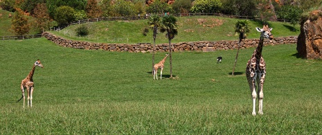 Des girafes dans le Parc de la nature de Cabárceno Des girafes dans le Parc de la nature de Cabárceno