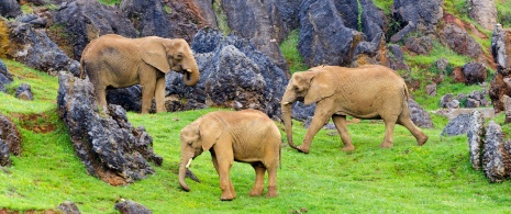 Elephants in Cabárceno Natural Reserve, Cantabria Elephants in Cabárceno Natural Reserve, Cantabria