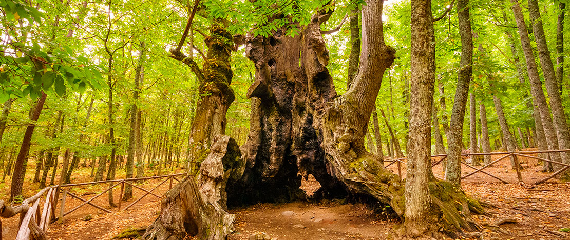 Castañar en El Tiemblo, Ávila