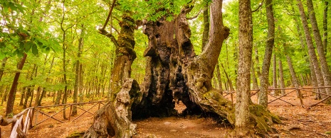 Castañar en El Tiemblo, Ávila Castañar en El Tiemblo, Ávila