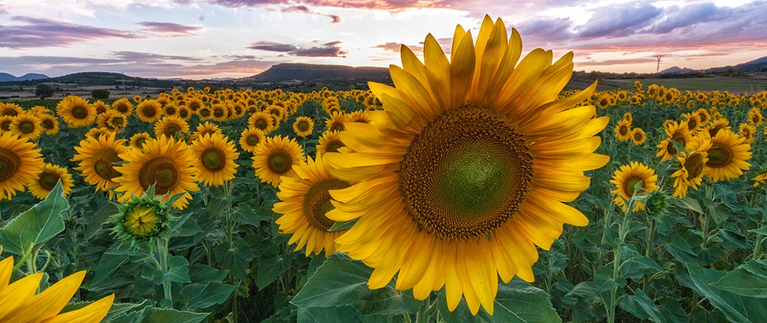 Sunflowers in Burgos Sunflowers in Burgos
