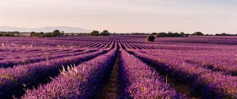 Lavender field in the municipality of Brihuega in Guadalajara, Castilla-La Mancha Lavender field in the municipality of Brihuega in Guadalajara, Castilla-La Mancha