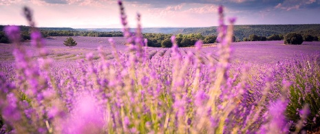 Lavender fields in Brihuega. Guadalajara Lavender fields in Brihuega. Guadalajara