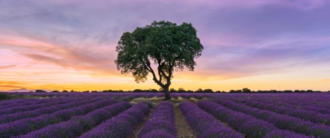 Brihuega lavender fields in Guadalajara, Castile-La Mancha Brihuega lavender fields in Guadalajara, Castile-La Mancha