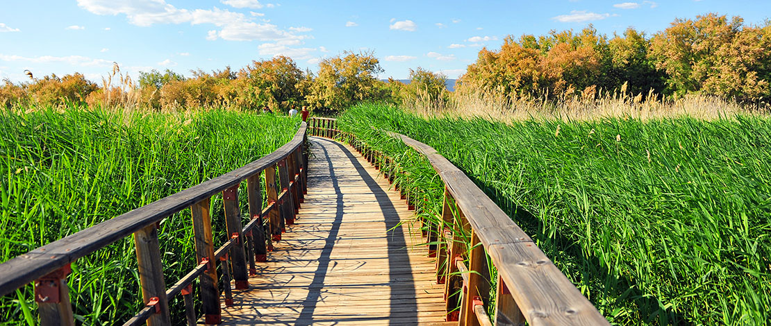 Tablas de Daimiel National Park, Castilla-La Mancha Tablas de Daimiel National Park, Castilla-La Mancha