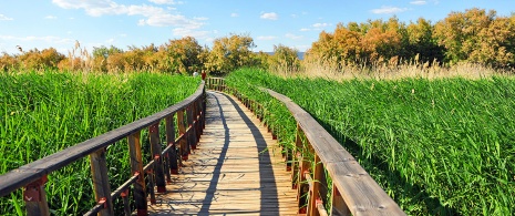 Tablas de Daimiel National Park, Castilla-La Mancha Tablas de Daimiel National Park, Castilla-La Mancha