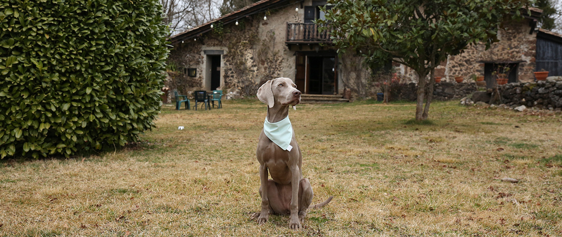 Hund vor einem haustierfreundlichen Landhaus
