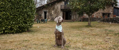 Hund vor einem haustierfreundlichen Landhaus Hund vor einem haustierfreundlichen Landhaus