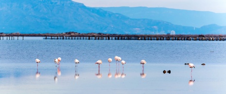 Flamingos no Delta do Ebro, Catalunha Flamingos no Delta do Ebro, Catalunha