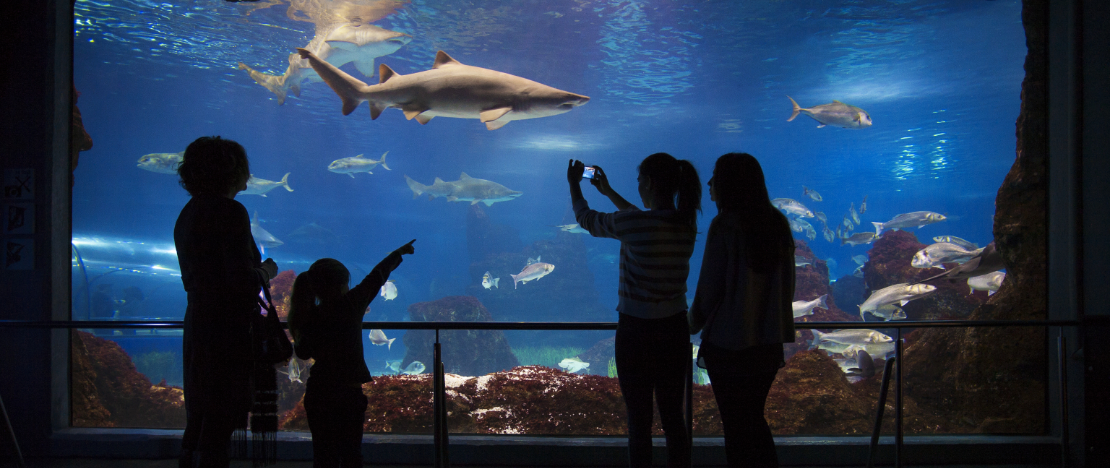Turistas en el oceanario del Aquàrim de Barcelona, Cataluña
