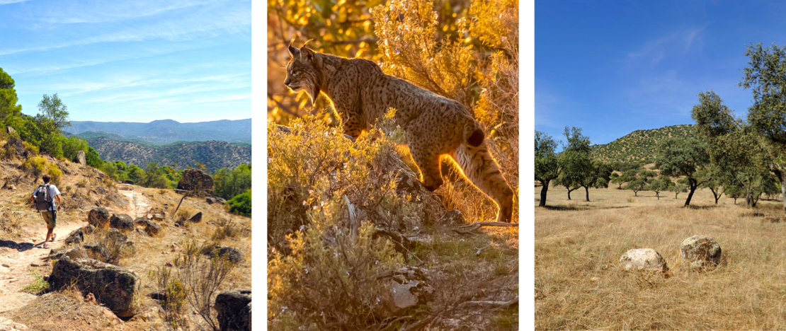 Left: Hiker in the Sierra de Andújar Natural Park, in Jaén / Centre: Iberian lynx detail / Right: view of the Sierra de Andújar Natural Park, in Jaén Left: Hiker in the Sierra de Andújar Natural Park, in Jaén / Centre: Iberian lynx detail / Right: view of the Sierra de Andújar Natural Park, in Jaén