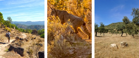 Left: Hiker in the Sierra de Andújar Natural Park, in Jaén / Centre: Iberian lynx detail / Right: view of the Sierra de Andújar Natural Park, in Jaén Left: Hiker in the Sierra de Andújar Natural Park, in Jaén / Centre: Iberian lynx detail / Right: view of the Sierra de Andújar Natural Park, in Jaén