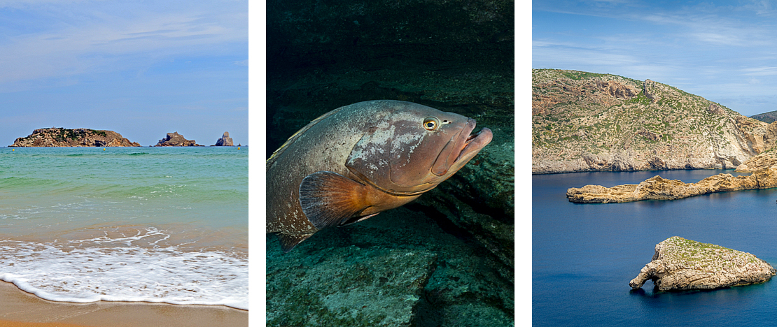 左：カタルーニャ州ジローナ県マデス群島の海洋保護区／中央：カナリア諸島州エル・イエロ島のハタ／右：カブレラ島海洋保護区、バレアレス諸島