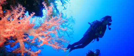 Scuba divers Scuba divers