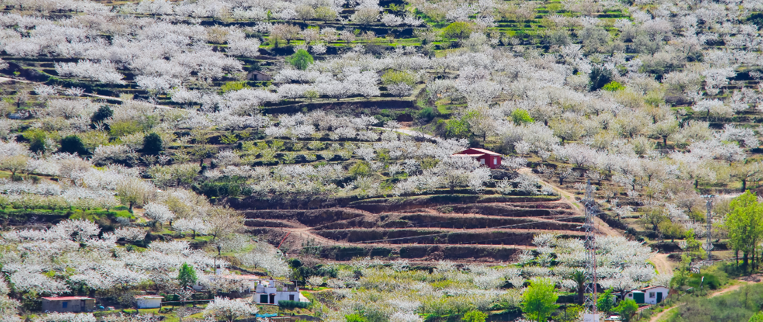 View of the cherry blossoms in the Jerte Valley in Cáceres, Extremadura View of the cherry blossoms in the Jerte Valley in Cáceres, Extremadura