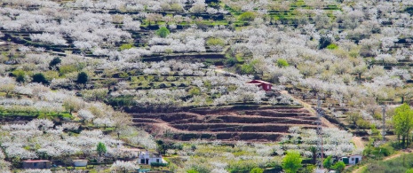 View of the cherry blossoms in the Jerte Valley in Cáceres, Extremadura View of the cherry blossoms in the Jerte Valley in Cáceres, Extremadura