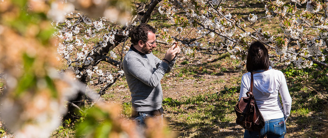 Un couple se prend en photo au milieu de cerisiers en fleurs dans la vallée du Jerte, Estrémadure