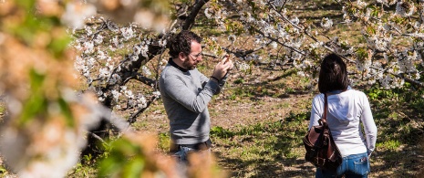 Un couple se prend en photo au milieu de cerisiers en fleurs dans la vallée du Jerte, Estrémadure Un couple se prend en photo au milieu de cerisiers en fleurs dans la vallée du Jerte, Estrémadure