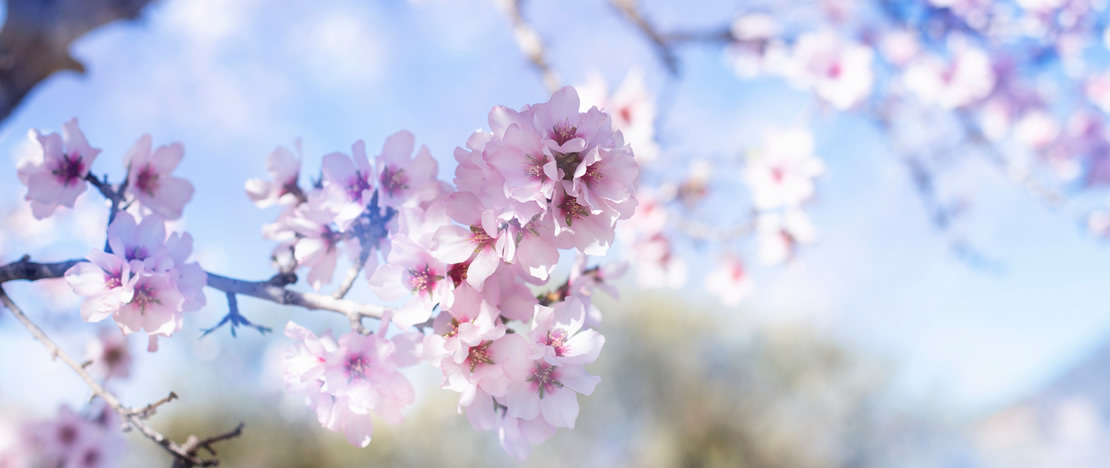 Spring flowers Spring flowers