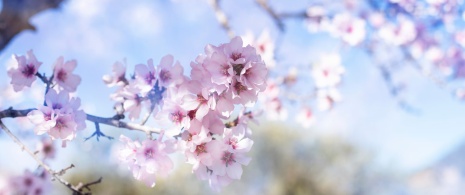 Spring flowers Spring flowers