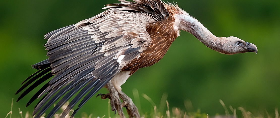 Griffon vulture