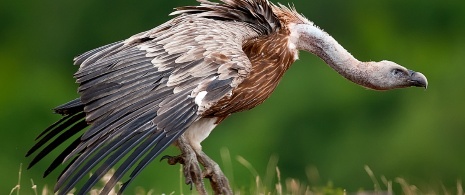 Griffon vulture Griffon vulture