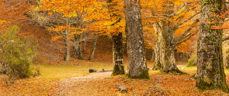 Beech forest in autumn in Montejo de la Sierra Beech forest in autumn in Montejo de la Sierra
