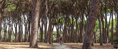 Ciclista in un sentiero della Casa de Campo di Madrid Ciclista in un sentiero della Casa de Campo di Madrid