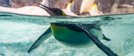 Pinguin aus dem Zoo Faunia in Madrid, Region Madrid Pinguin aus dem Zoo Faunia in Madrid, Region Madrid