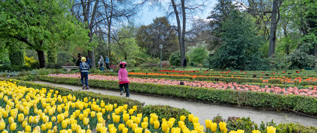 Touristes visitant la collection de tulipes du Jardin botanique royal de Madrid