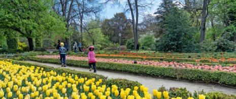 Touristes visitant la collection de tulipes du Jardin botanique royal de Madrid Touristes visitant la collection de tulipes du Jardin botanique royal de Madrid