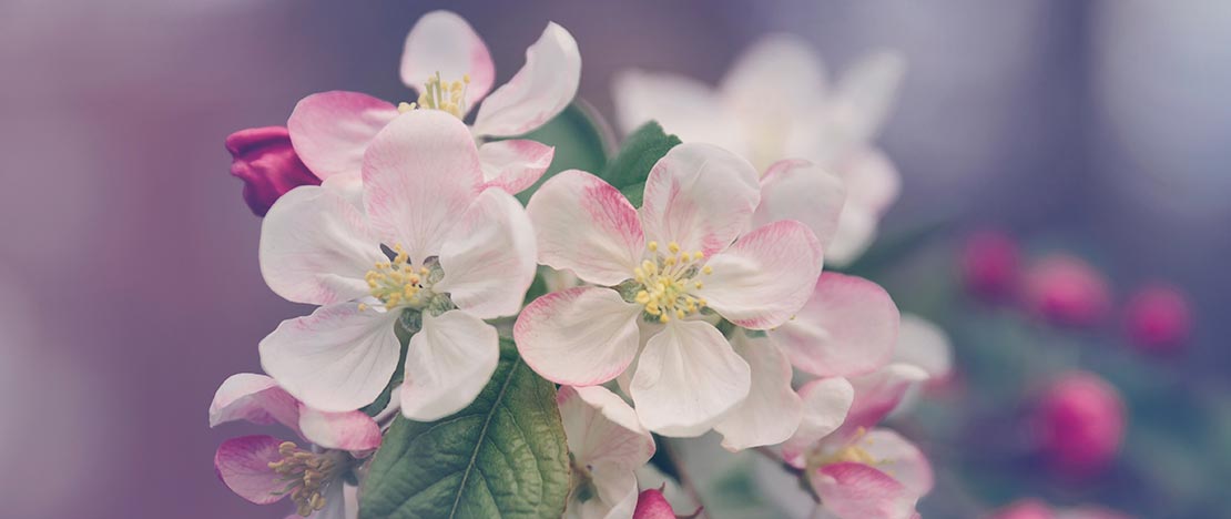 Cherry trees in blossom. Cherry trees in blossom.