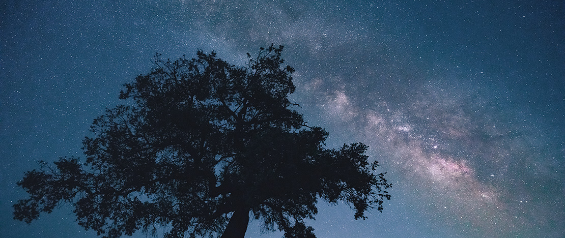 Between oaks and stars. WildlifeSpain ©Jose Alberto Puertas