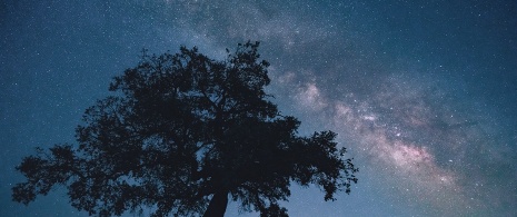Between oaks and stars. WildlifeSpain ©Jose Alberto Puertas Between oaks and stars. WildlifeSpain ©Jose Alberto Puertas