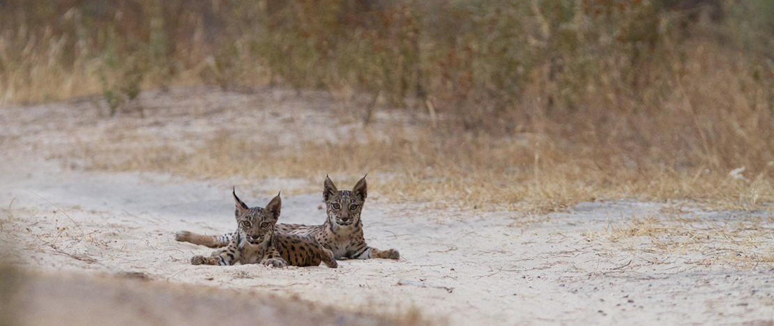 Iberian lynx in the wild ©Wildlife Spain