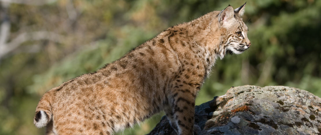 Iberian lynx