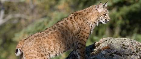 Iberian lynx Iberian lynx
