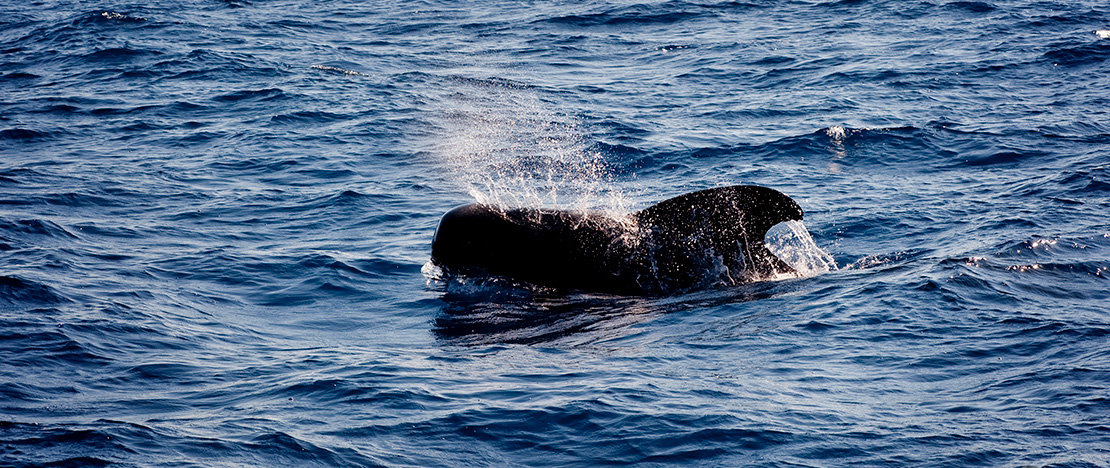 Whale watching ©Wildlife Spain