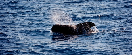 Whale watching ©Wildlife Spain Whale watching ©Wildlife Spain