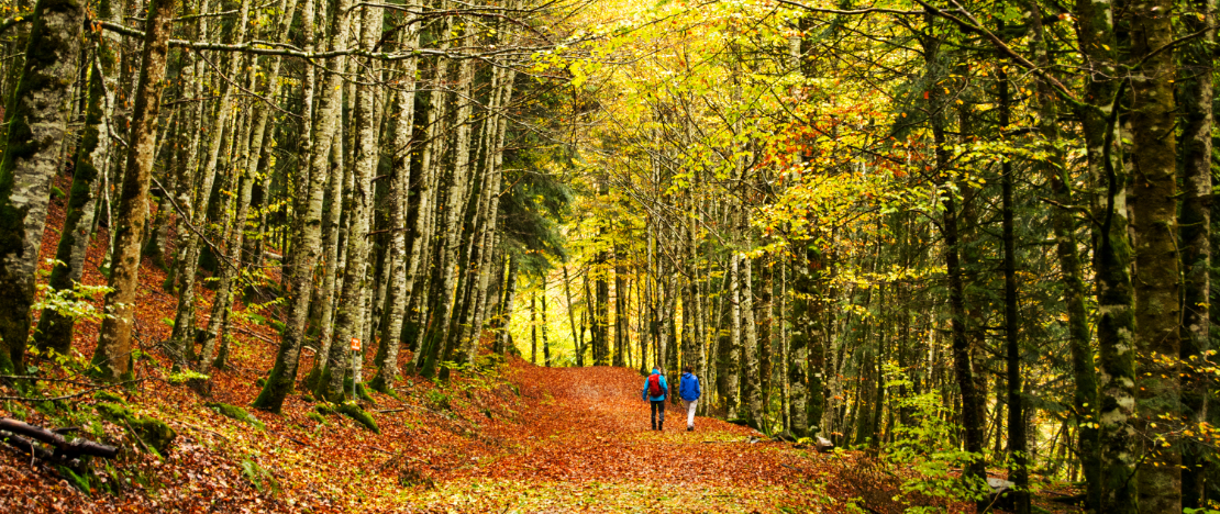 Hikers in a beech forest in the Irati Forest, Navarre Hikers in a beech forest in the Irati Forest, Navarre