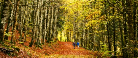 Hikers in a beech forest in the Irati Forest, Navarre Hikers in a beech forest in the Irati Forest, Navarre