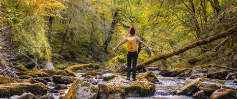 Turysta kontemplujący Selva de Irati, Nawarra Turysta kontemplujący Selva de Irati, Nawarra