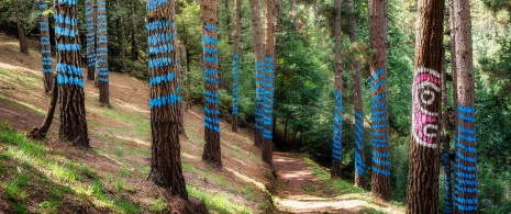 Il bosco dipinto di Oma, Biscaglia Il bosco dipinto di Oma, Biscaglia