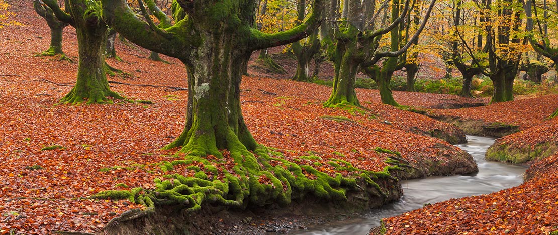 Bosco Otzarreta nel Parco Naturale di Gorbeia, Biscaglia e Álava