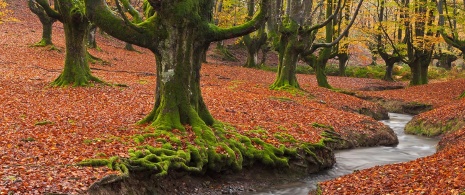 Bosco Otzarreta nel Parco Naturale di Gorbeia, Biscaglia e Álava Bosco Otzarreta nel Parco Naturale di Gorbeia, Biscaglia e Álava