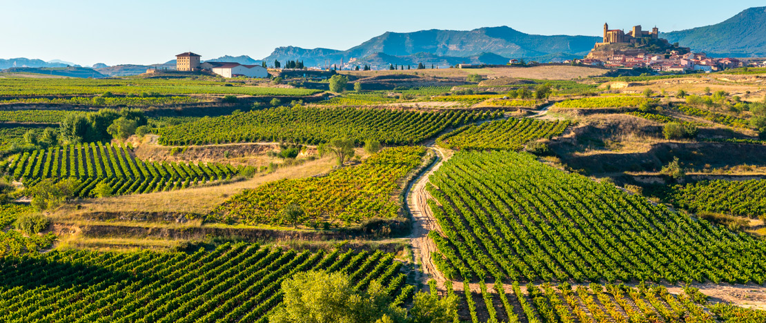 Vineyards of La Rioja Vineyards of La Rioja